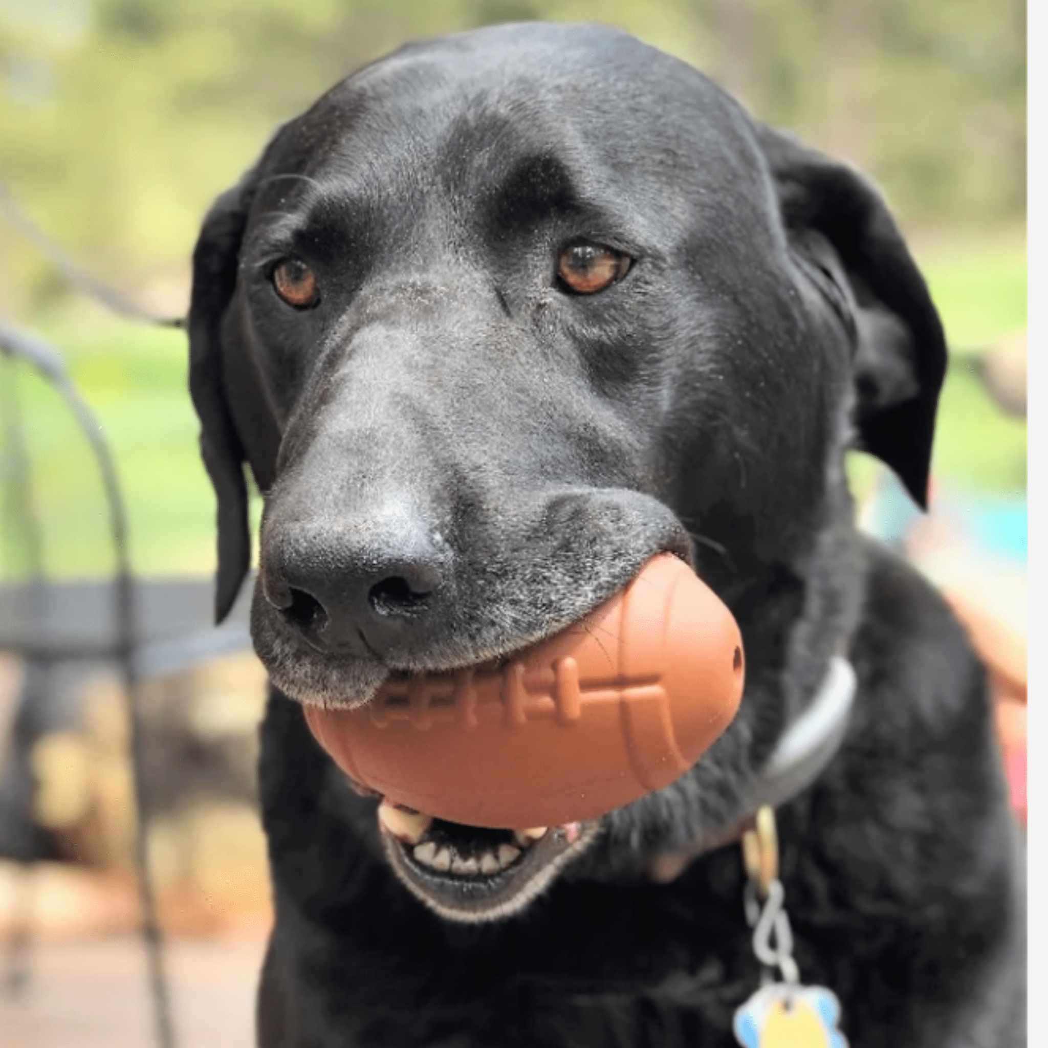 Dog Treat Dispensers